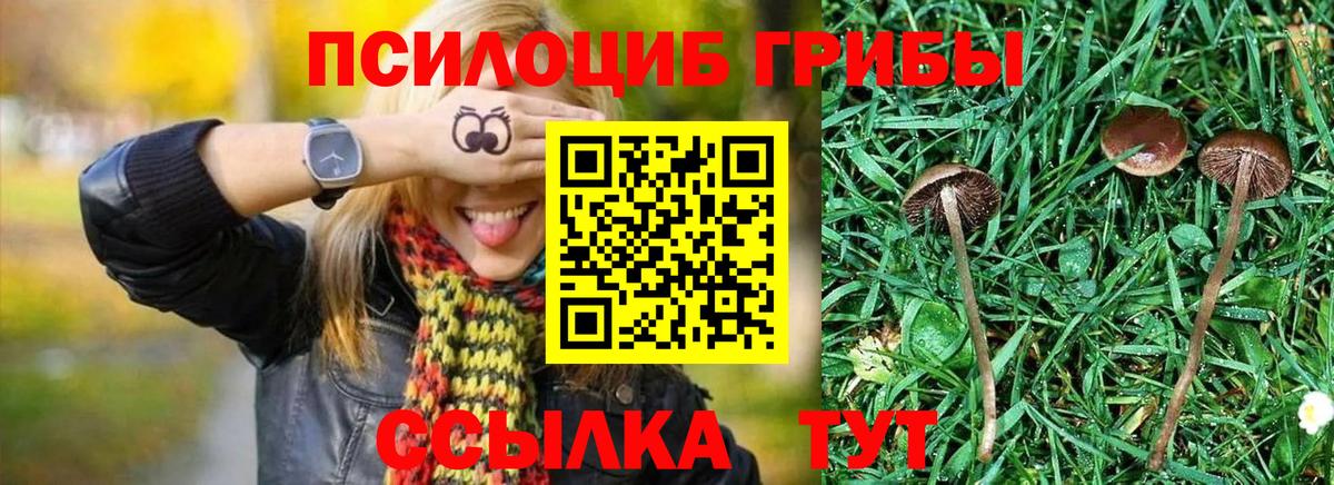 Волоколамск  Галлюциногенные грибы Psilocybe  Вход с VPN 